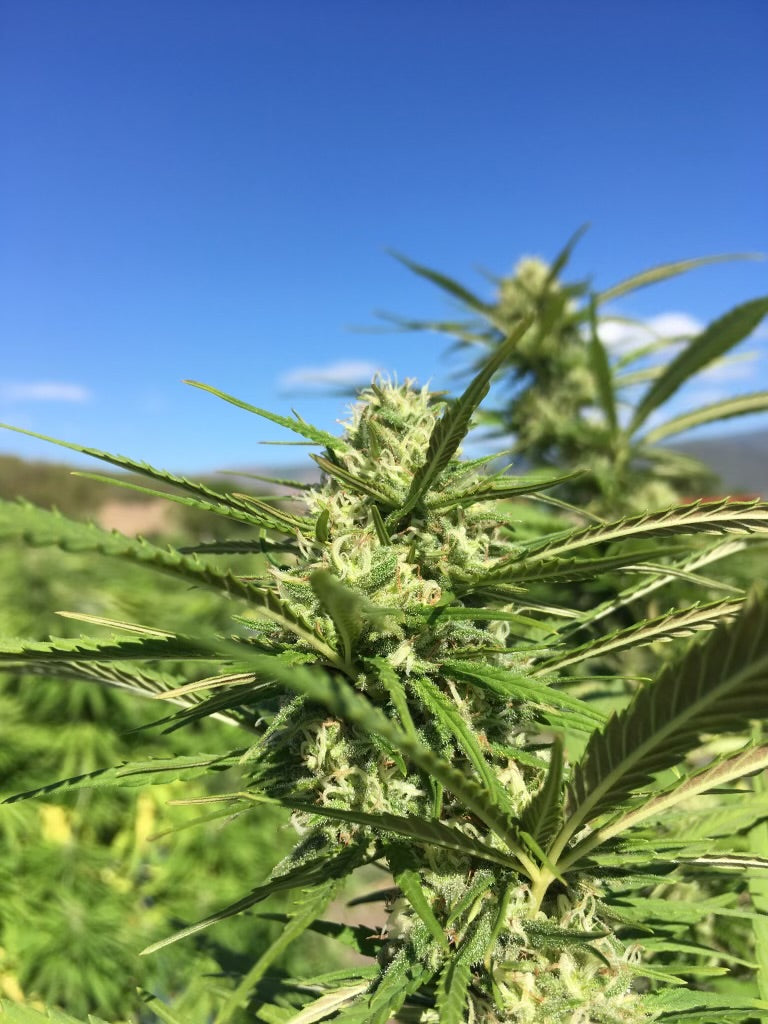 CBD Oil and its Uses