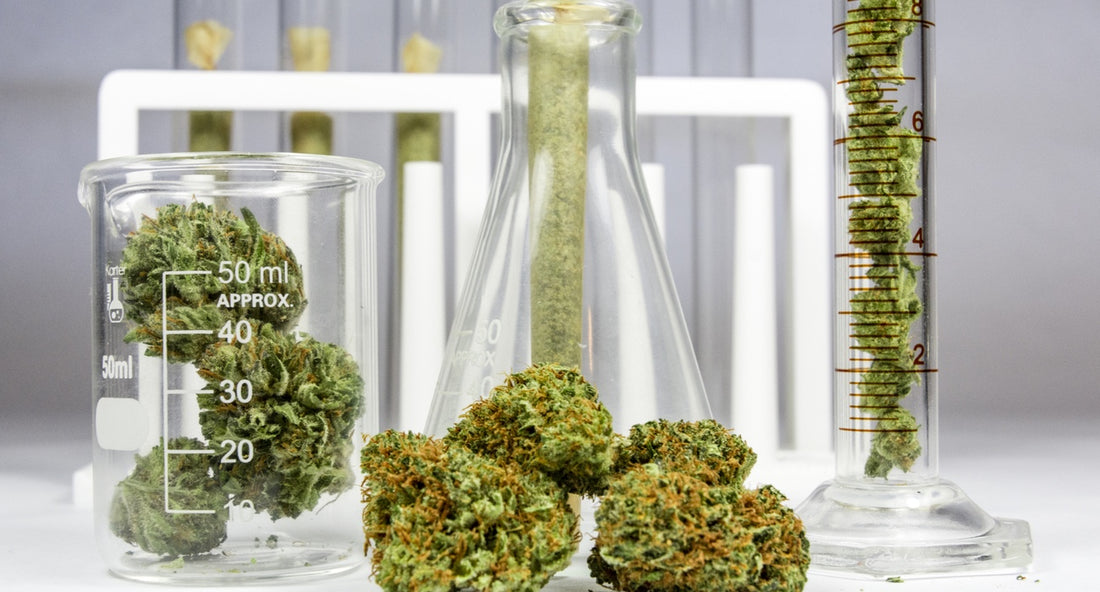 CBDV (Cannabidivarin) Benefits
