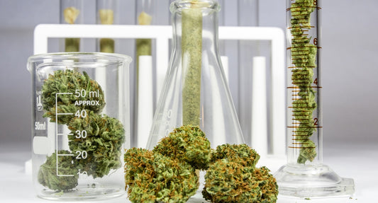 CBDV (Cannabidivarin) Benefits