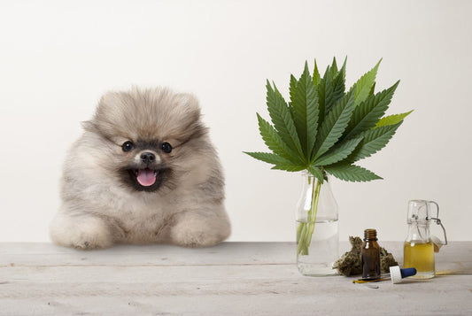 CBD Oil for Dogs